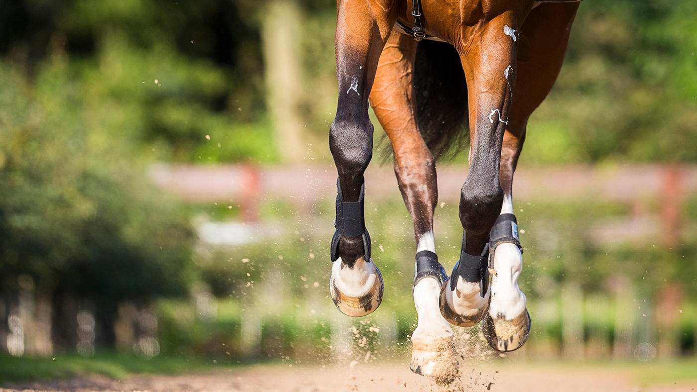 All You Need To Know About Horse Insurance Costume College